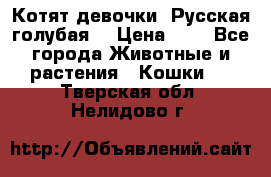 Котят девочки “Русская голубая“ › Цена ­ 0 - Все города Животные и растения » Кошки   . Тверская обл.,Нелидово г.